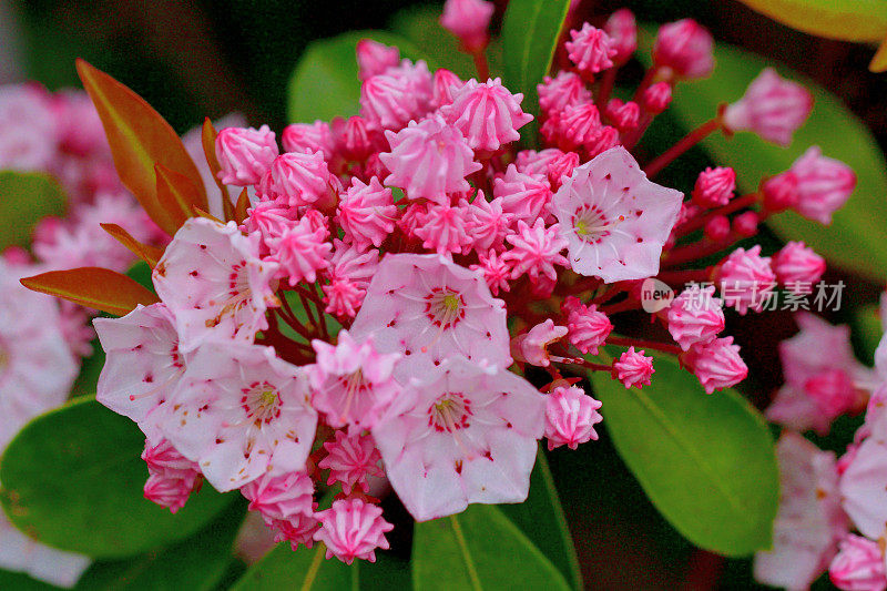 大叶菖蒲/山桂花